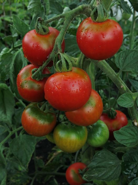 tasty tomatoes in the garden