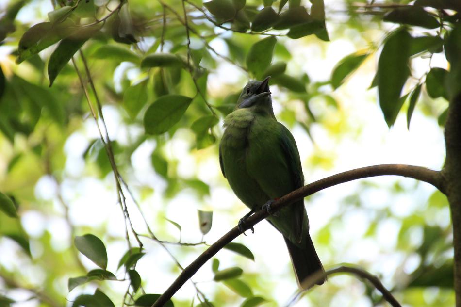 Bird Green Leaves