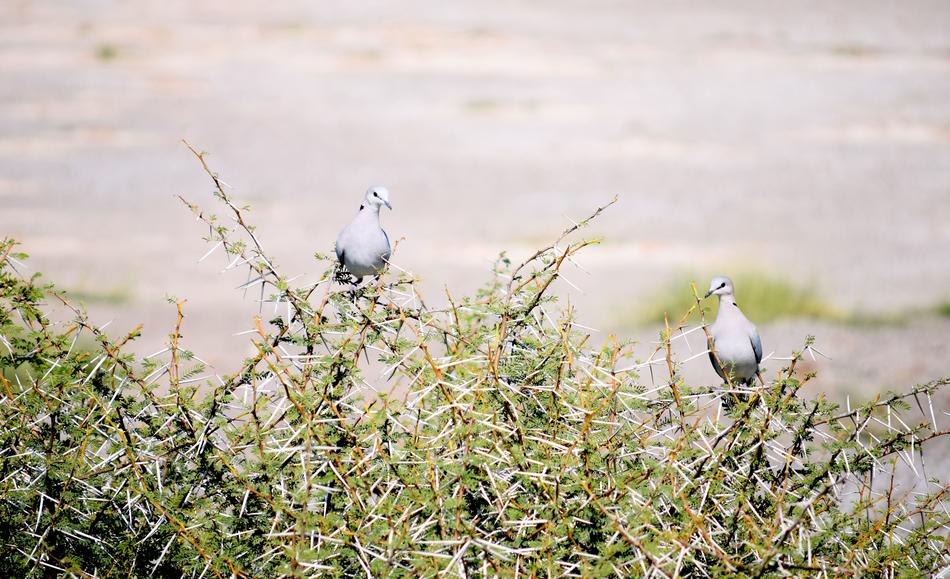 white doves on the grass