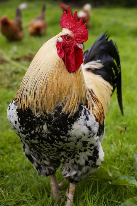 Cockerel Foul Bird