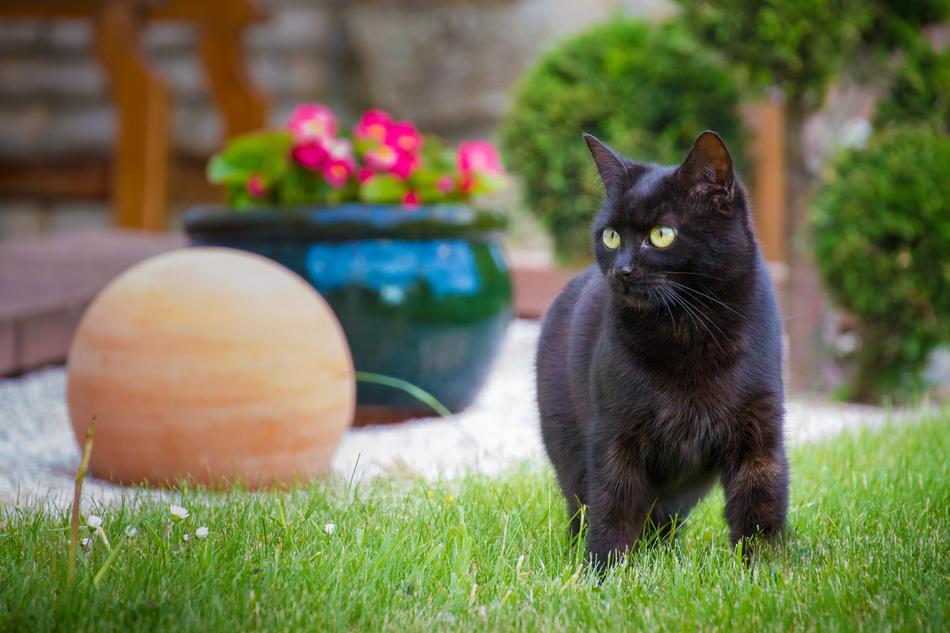 Domestic Cat Pet Animal