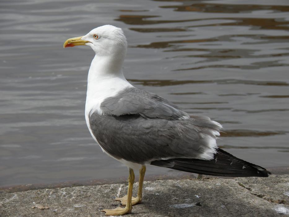 grey white Seagull stands on stone waterside