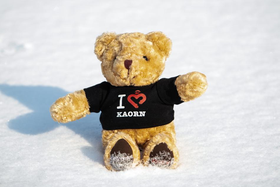 t-shirted bear in the snow