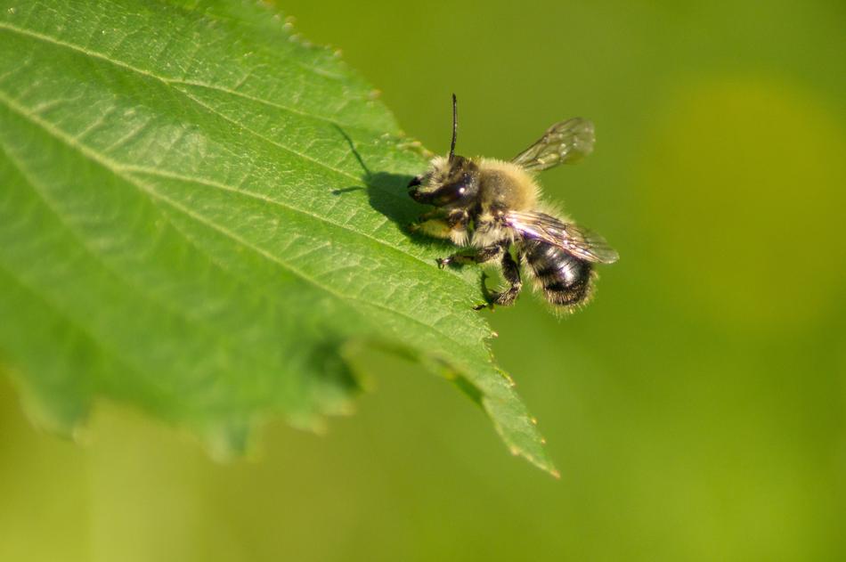 Unicorn Bee Insect Close up
