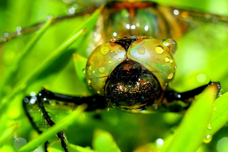 Insect Macro Dragonfly macro