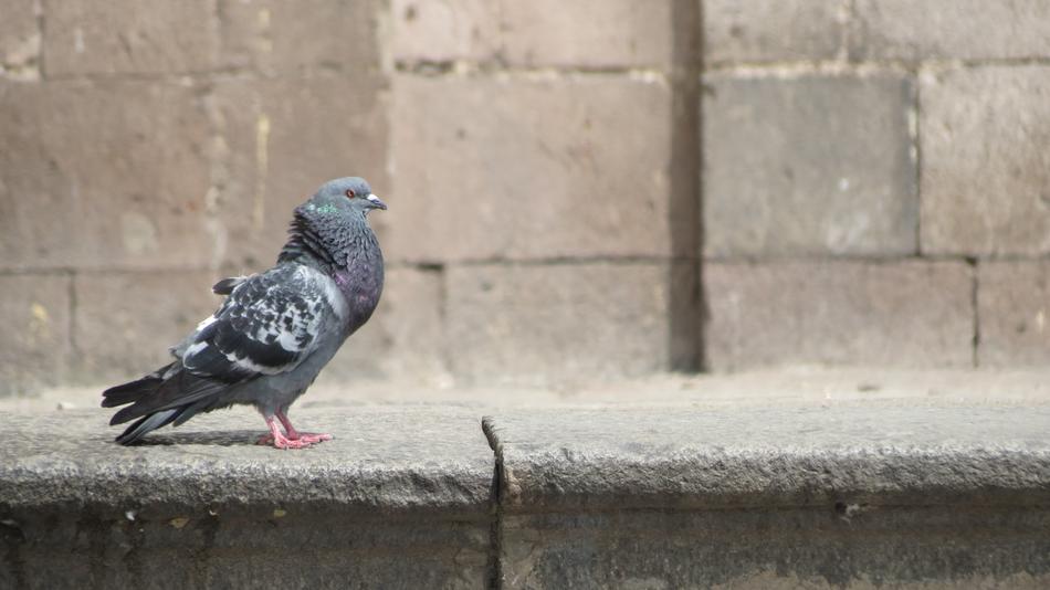 pigeon Peru Center