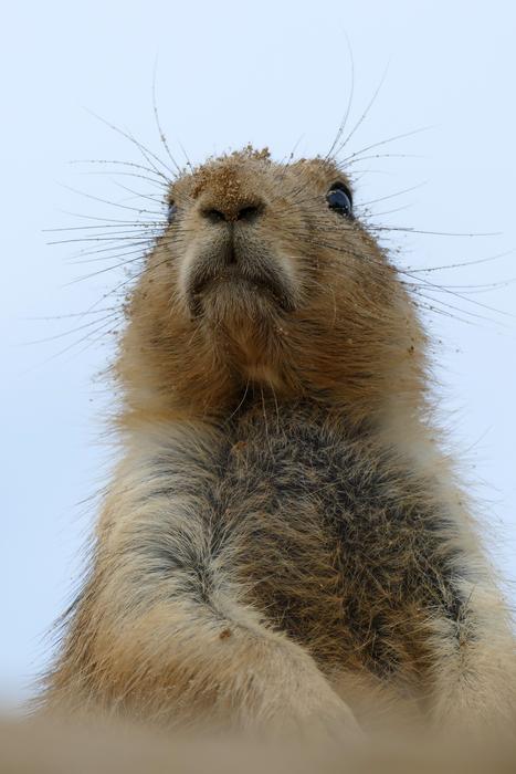 Prairie Dog Cynomys Ground squirrel