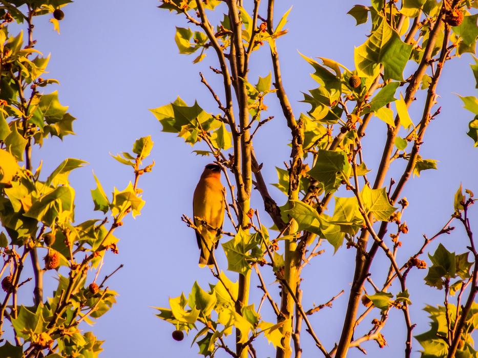 Cedar Wax Wing Sycamore Tree Bird
