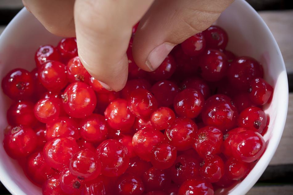 hand in a plate of red berries