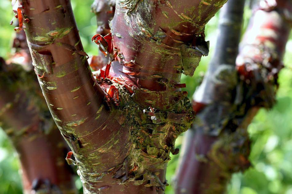 Tree Bark Tropical