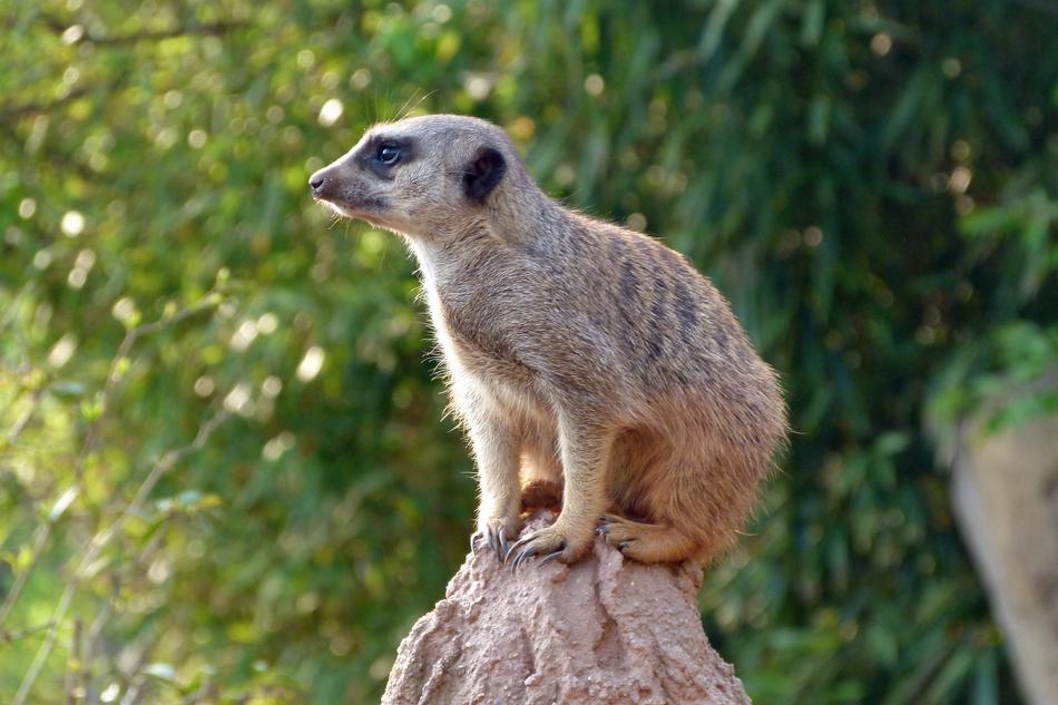Meerkat Zoo Animal