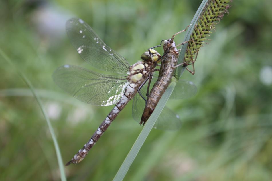 Dragonfly Insect macro blur