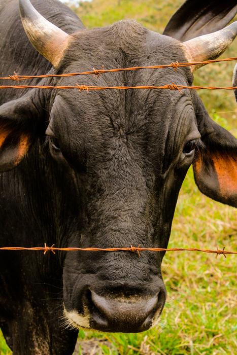 Cattle Boi Rural
