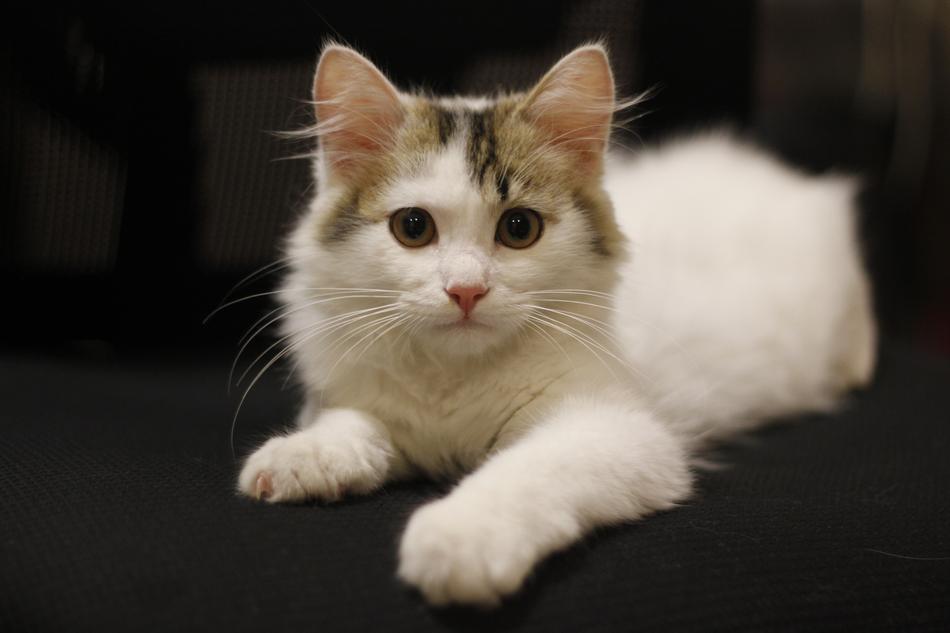 Kitty Animal Cat