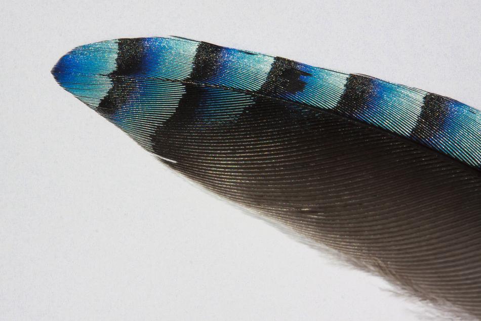 Feather Jay Bird
