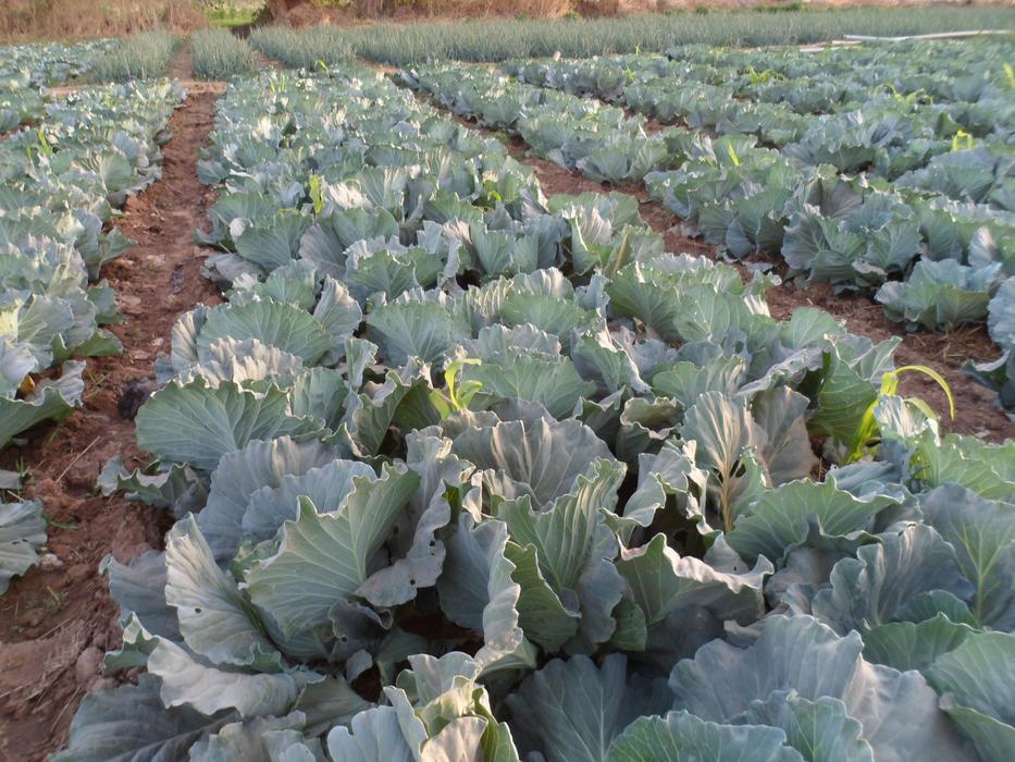 green ripe cabbage in the garden