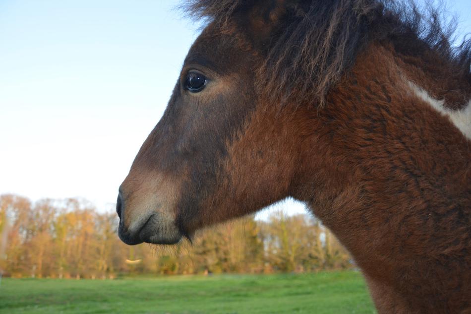 brown Pony portrait, Profile