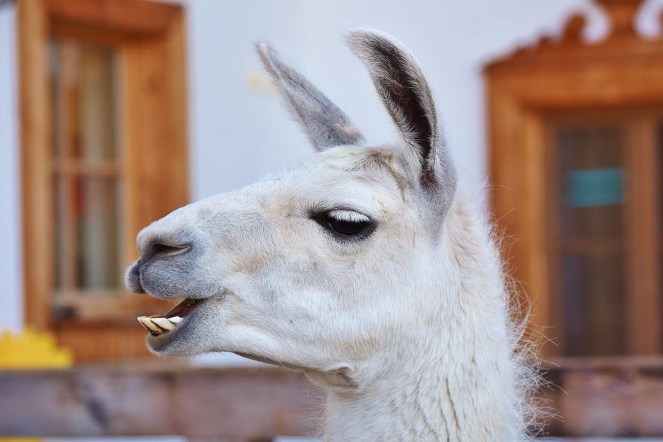 Lama Head Animal