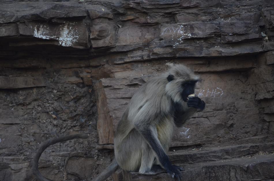 Monkey Wildlife Animal