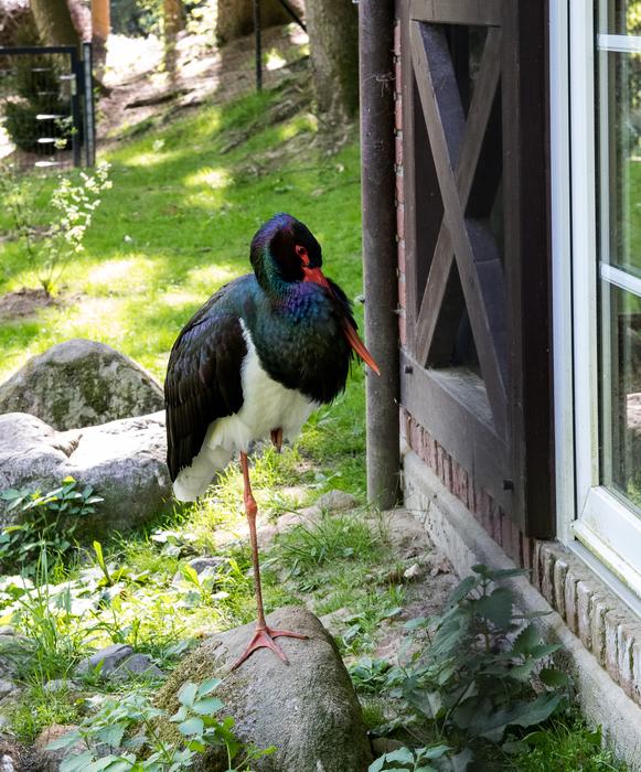 black stork in nature