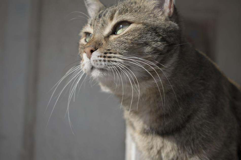 Cat Thinking Animal