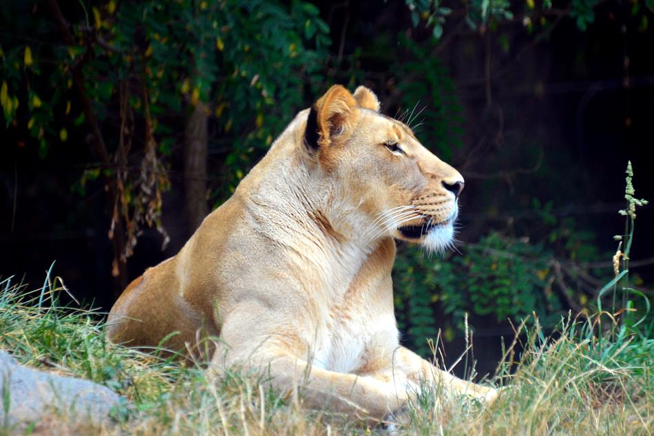 Lioness Lion Tiger