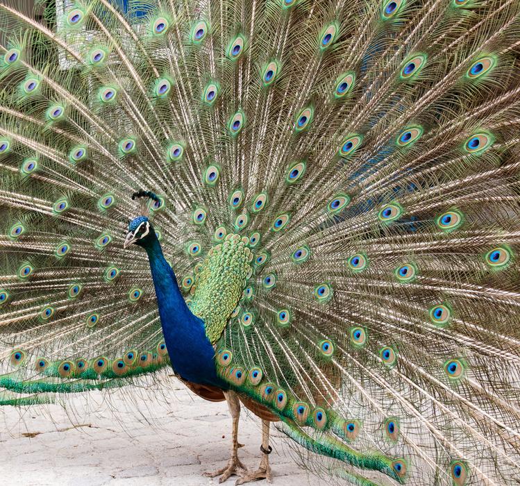 Peacock with a colorful beautiful tail