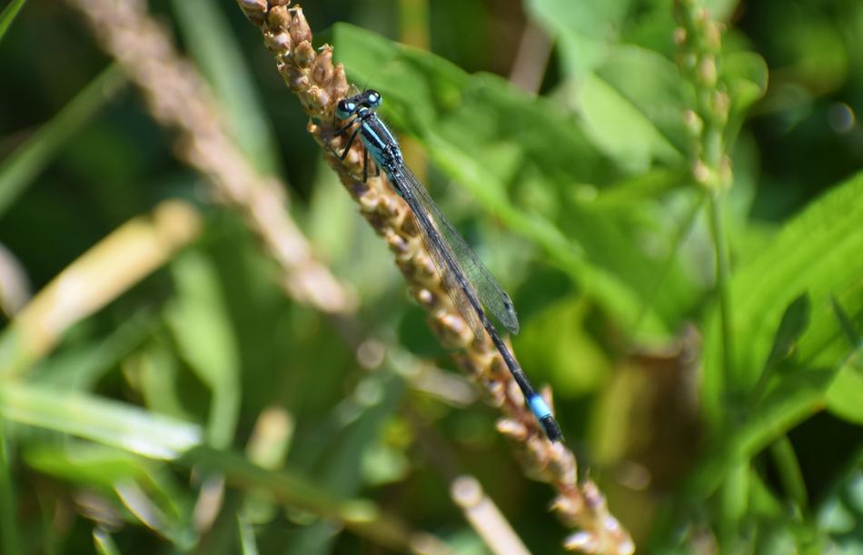 closeup view of Insect Dragonfly in Nature