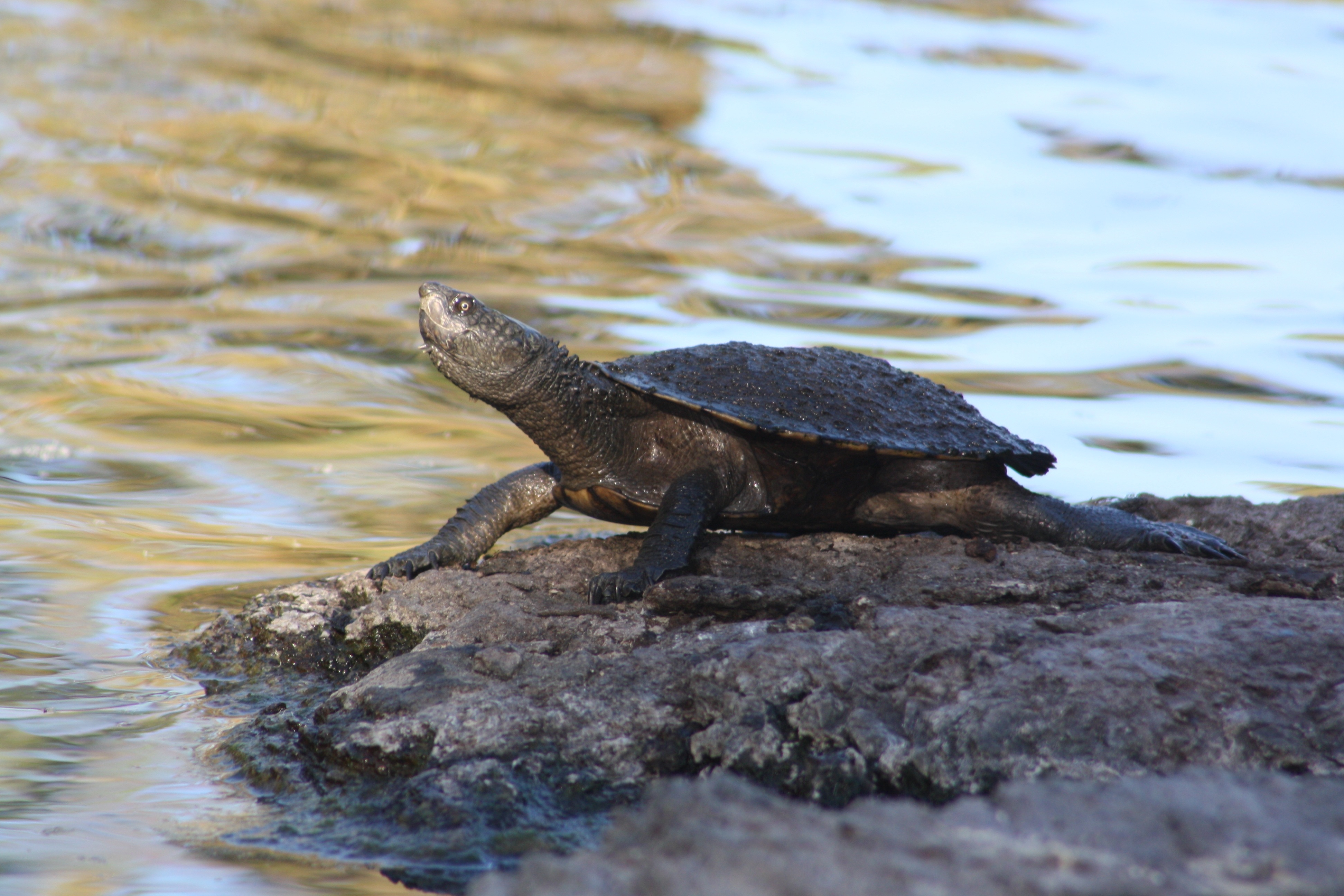 Turtle Long-Necked Water free image download