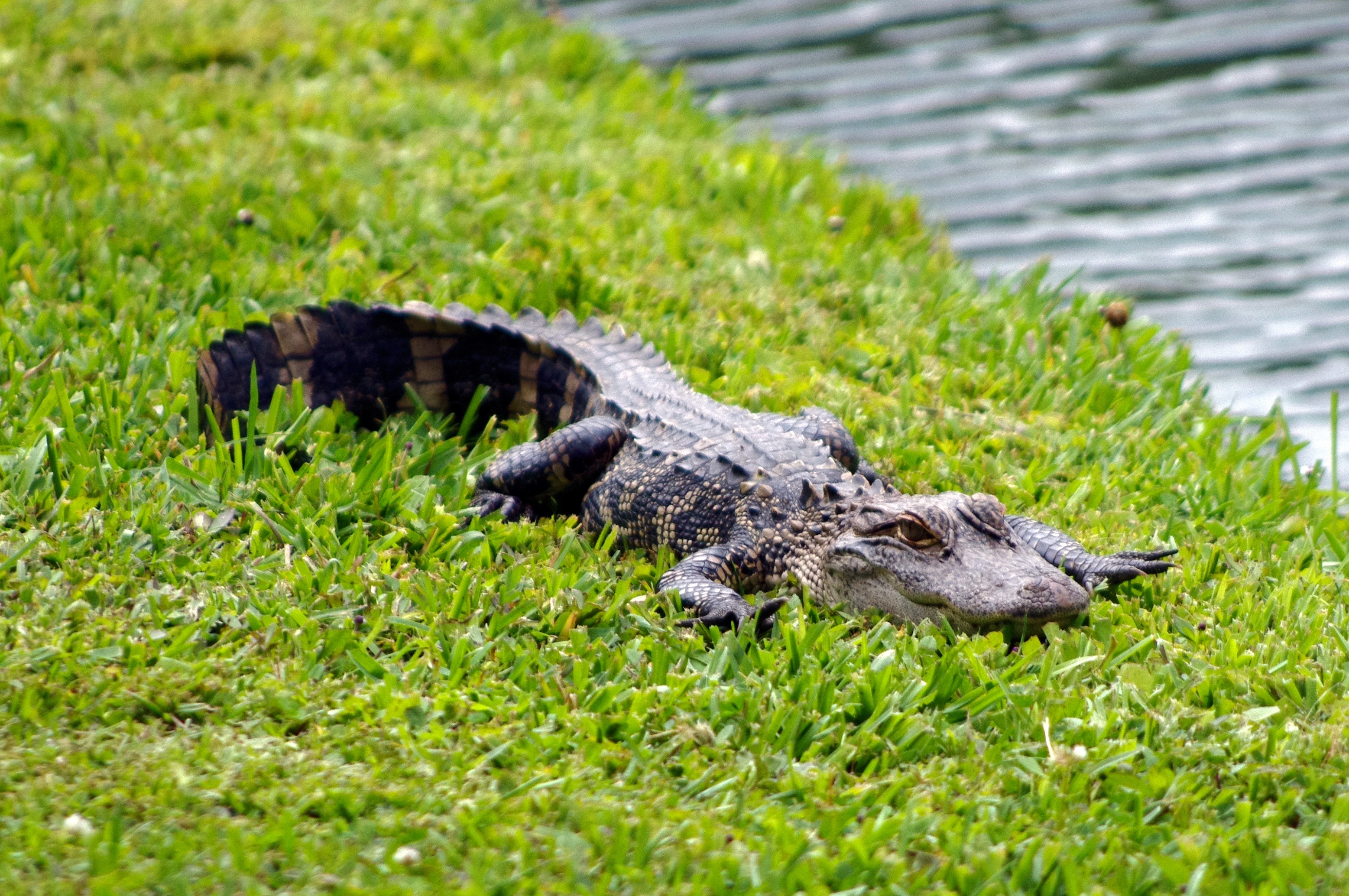 Listcrawler Long Island Alligator