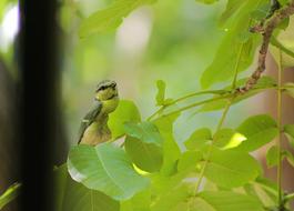 great tit, young bird perched twig at blur green background