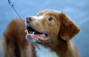 Toller Dogshow Dog
