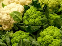 ripe green cabbage at the market