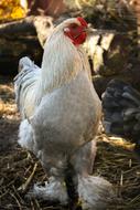Hahn Chicken on farm