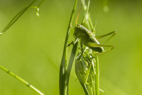 green grasshoppers in the grass