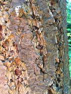 Log Tree Bark Close Up