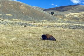 resting wild bison in the field