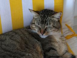 Cat Tabby Sleepy