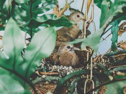 Birds Ruddy Ground Dove Nest