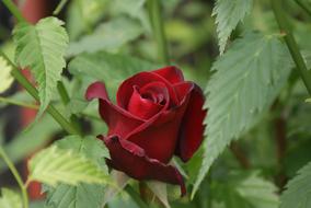 rose bud closed bush