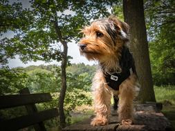 Yorkshire Terrier Dog