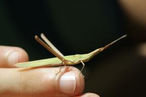 little grasshopper on the grass