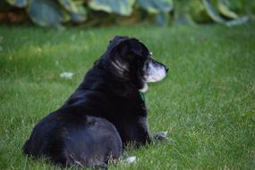 Dog Black Animal relaxing