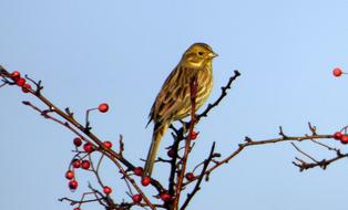 Berries Red Bird