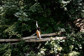 Girl Balance on Beam Stroll in forest