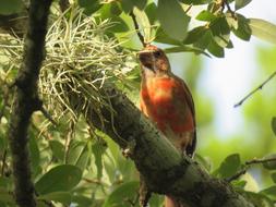 Bird Wildlife Tree