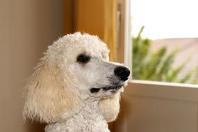 white Poodle Dog Animal