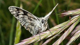 Butterfly White Macro