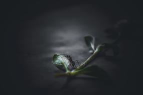 Ant Insects at Darkness
