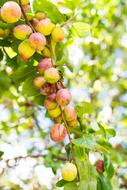 prolific apple branch